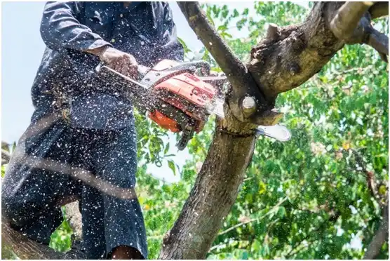 tree services Gladstone